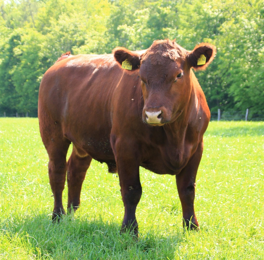 Best Bull Promo Codes – Save More on Top Deals