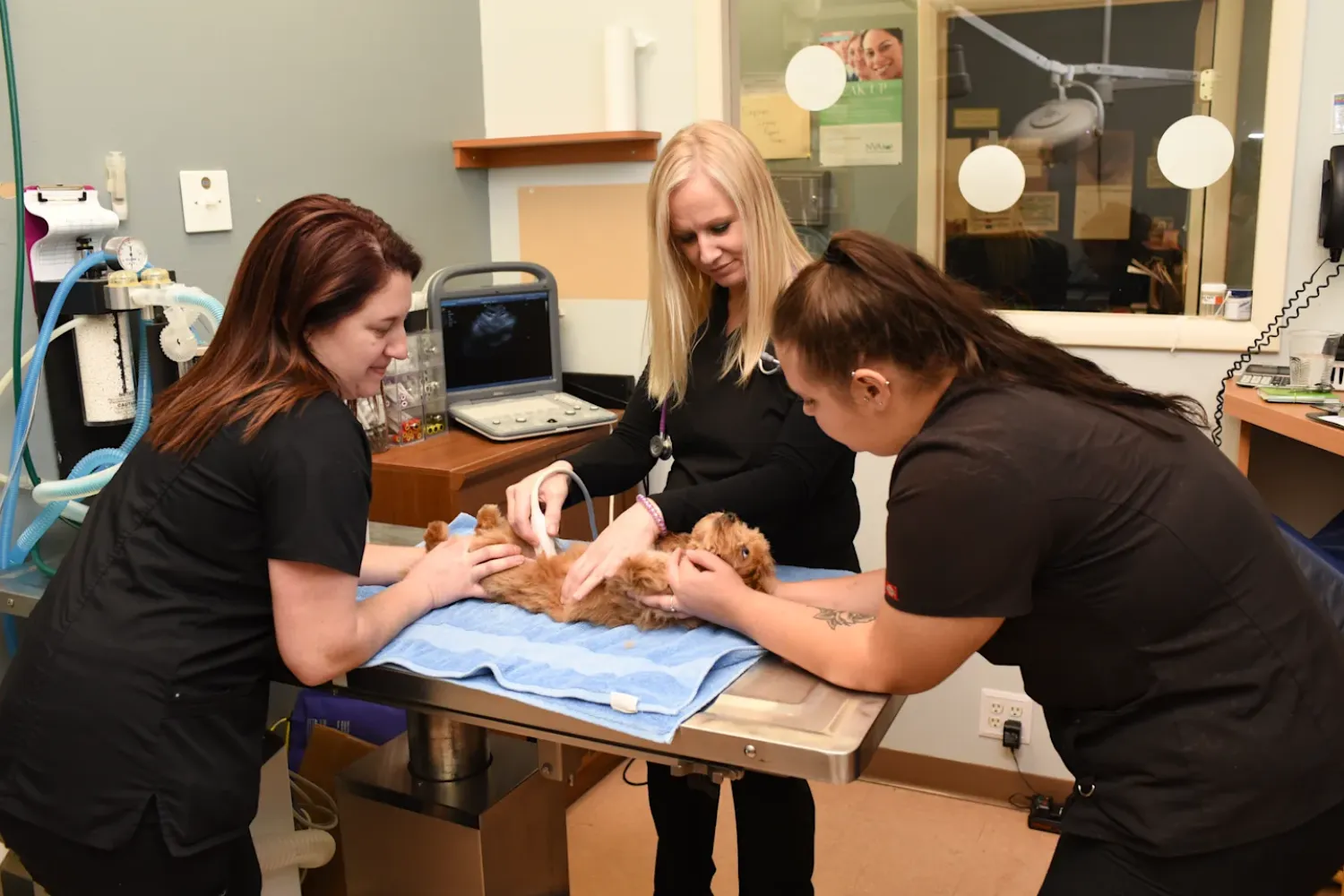 Best Friends Animal Hospital Care Pets Deserve Every Day