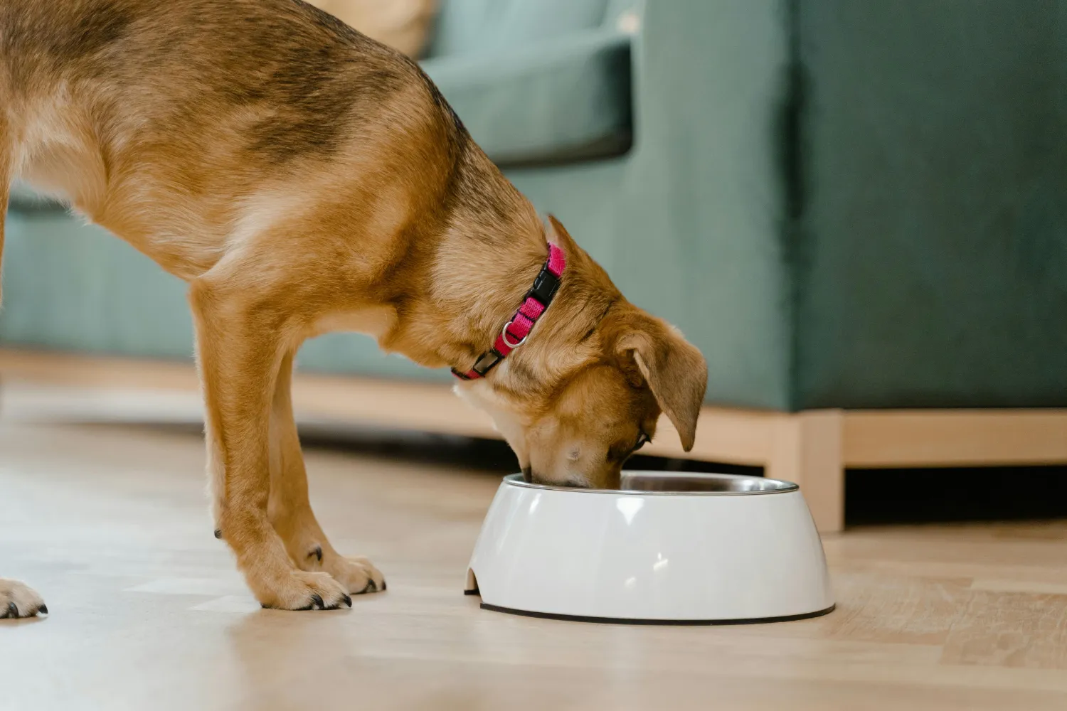 Pets Best Dog Food Choices Every Pup Will Love