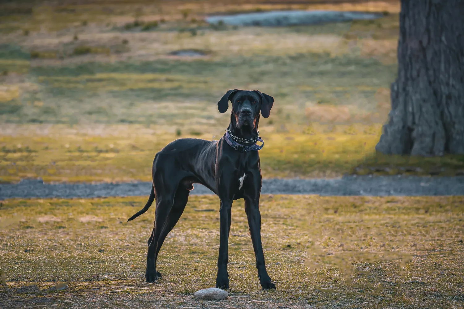 Best Dog Food for Great Danes With Strong Bones & Energy